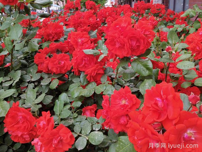 橘红潮月季/橙色波浪Orange Wave(KORsaga)(图2)