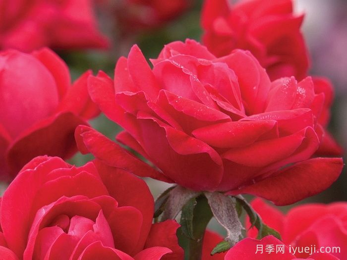 红色重瓣绝代佳人月季/拉德迪科Double Knock Out(图1)