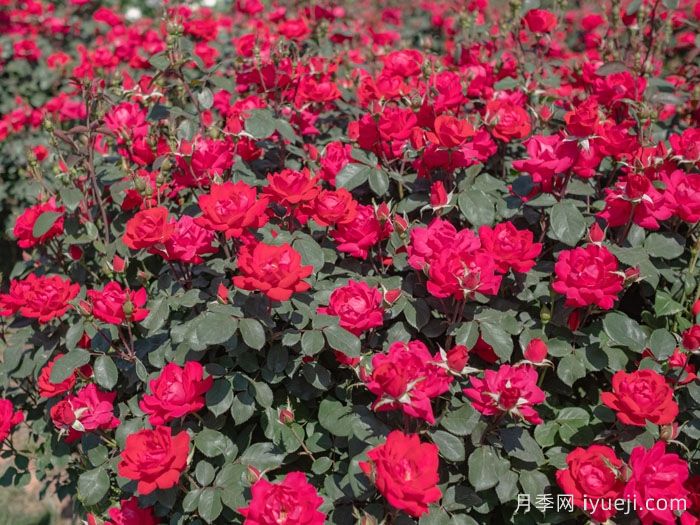 红色重瓣绝代佳人月季/拉德迪科Double Knock Out(图2)