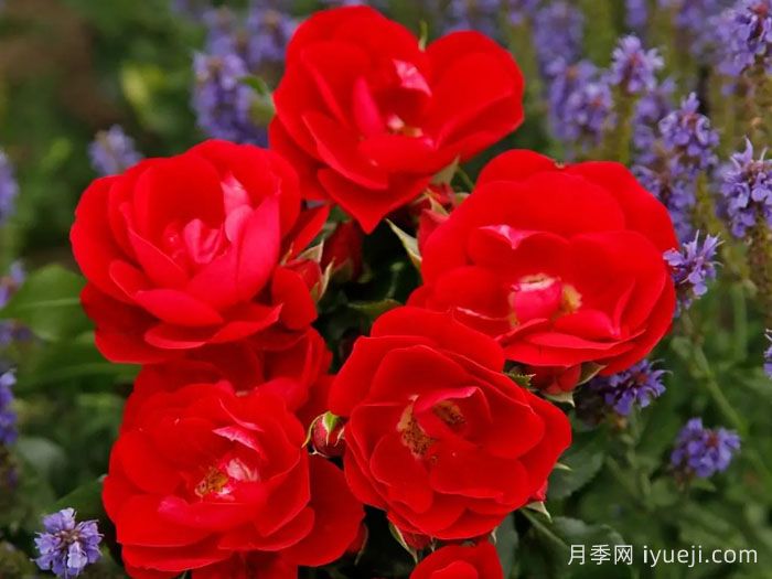 卡拉乔月季/卡拉奇月季Caracho(图2)