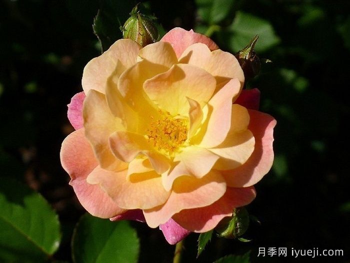 卡梅边缘月季/冠美边缘月季Bordure Camaieu Jaune(图1)