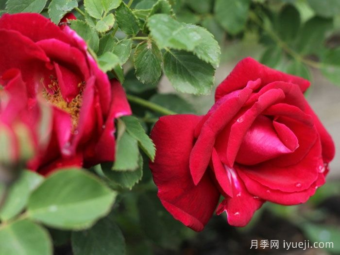 卡斯博特格兰特月季/卡格兰特Cuthbert Grant(图2)