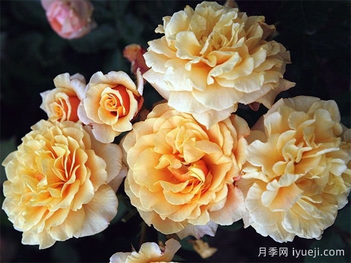 卡梅尔月季/卡拉美拉月季Caramella(图3)