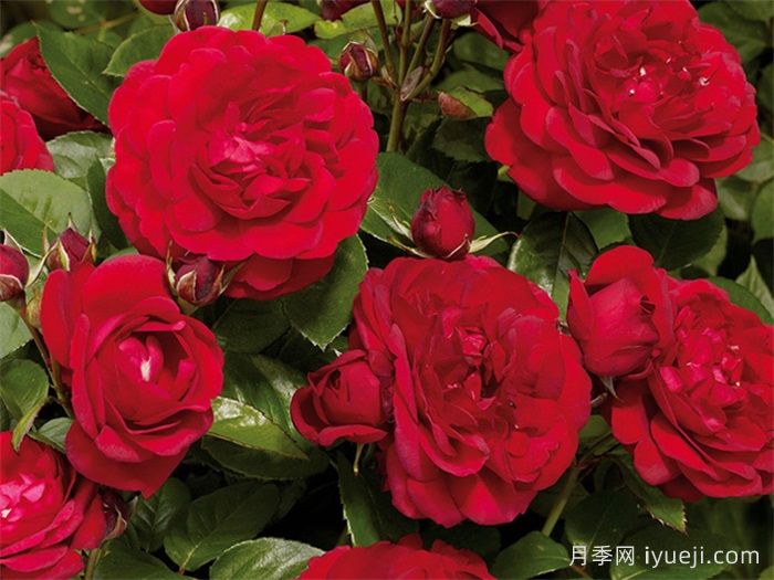 卡普莉西娅月季Capricia Renaissance(图3)