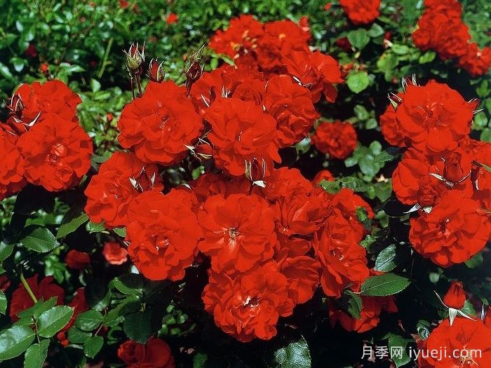 卡斯泰拉月季Castella(图4)