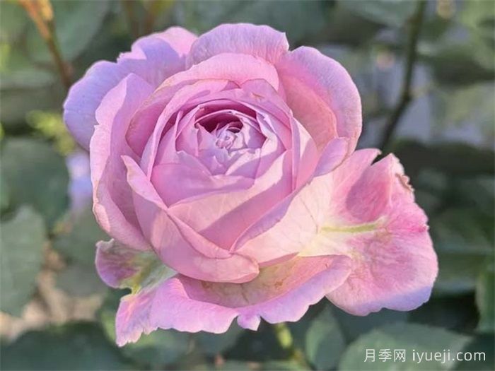 开心果月季Laugh Maker(图1)