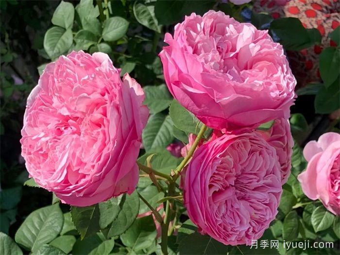 凯丽月季/凯里月季Carey(图3)