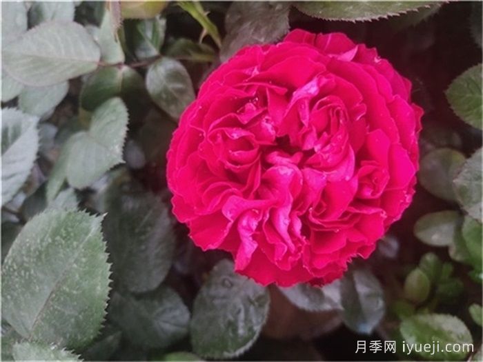 凯特月季Kate(图1)