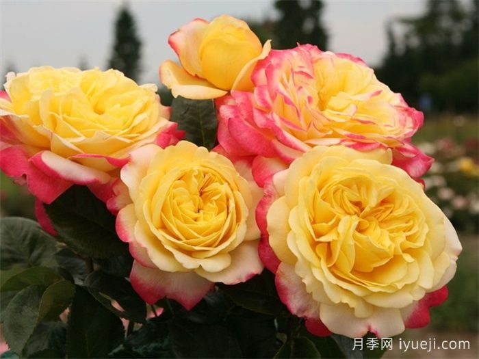 科德斯庆典月季Kordes Jubilee(图2)