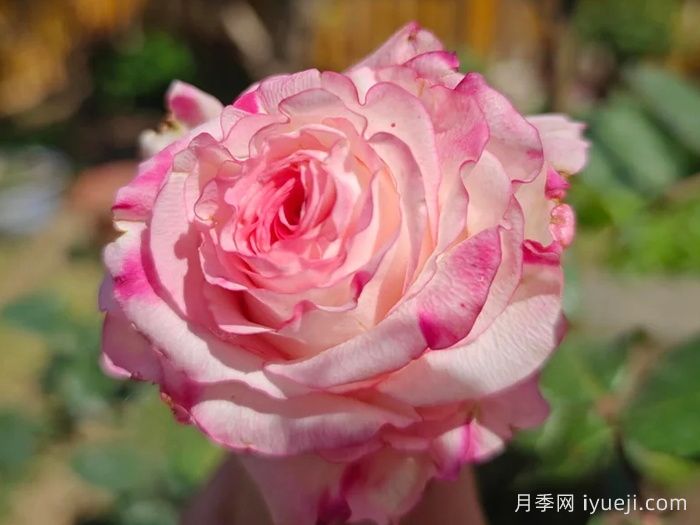 可爱教主月季/小可爱/非常可爱Very Cute(图1)