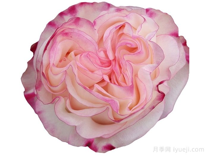 可爱教主月季/小可爱/非常可爱Very Cute(图2)