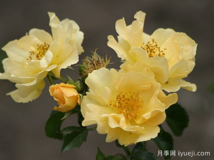 科洛马月季Coloma(图1)