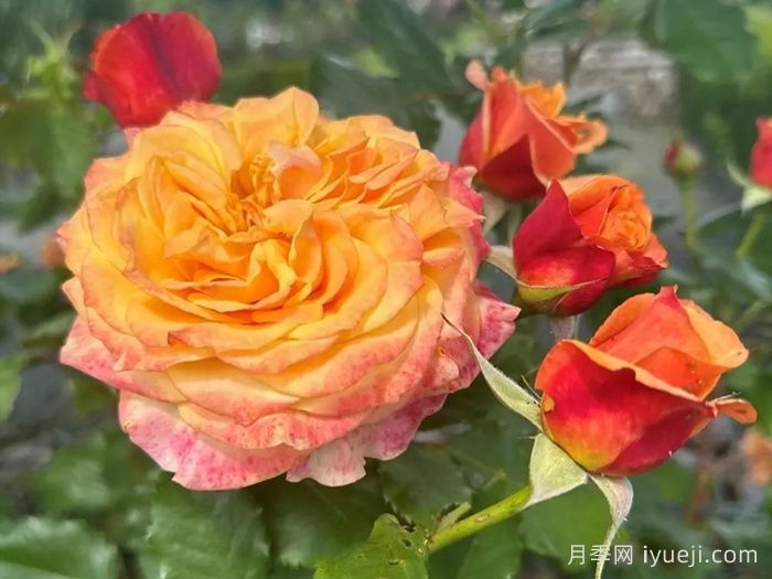 科塔别墅月季/拉维兰别墅/疯狂的爱La Villa Cotta(图2)