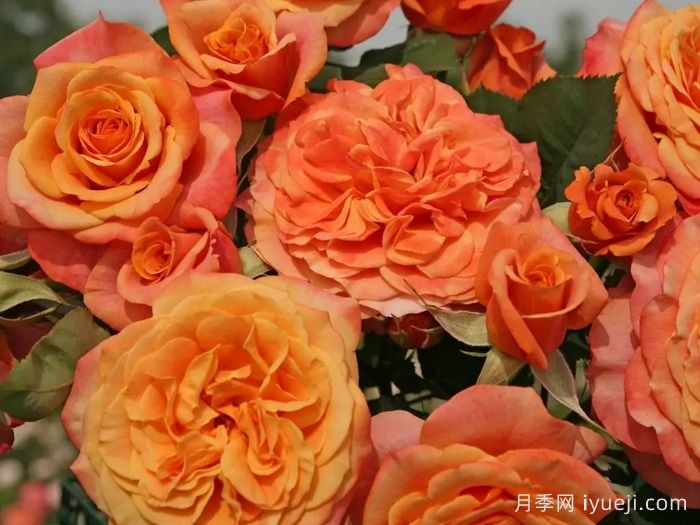 科塔别墅月季/拉维兰别墅/疯狂的爱La Villa Cotta(图3)