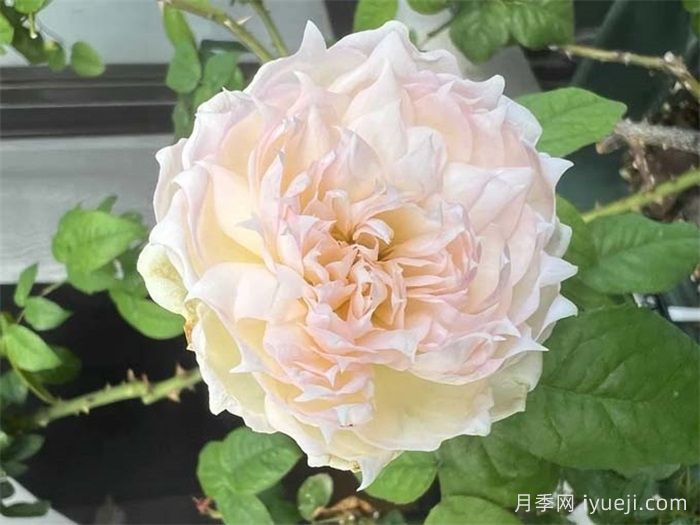 科学家月季The Scientist(图1)