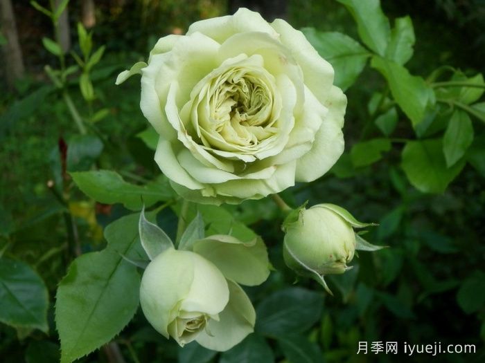 可爱绿月季/迷人的绿色Lovely Green(图2)
