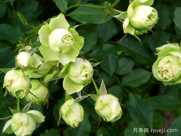 可爱绿月季/迷人的绿色Lovely Green(图3)
