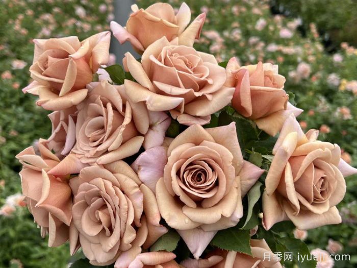 可可洛可月季/灵魂姐妹Koko Loco(图2)