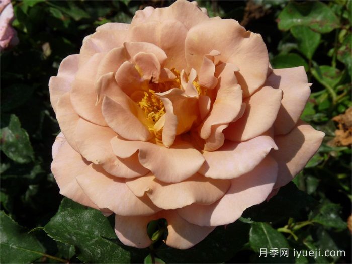 可可洛可月季/灵魂姐妹Koko Loco(图1)