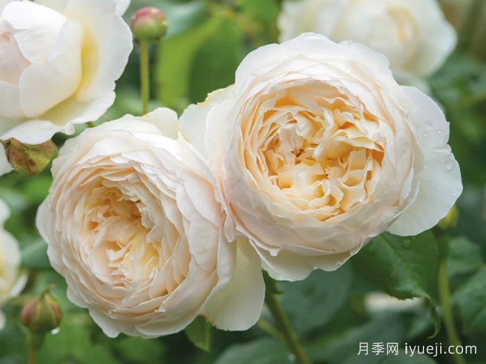 克莱尔奥斯汀月季Claire Austin(图1)