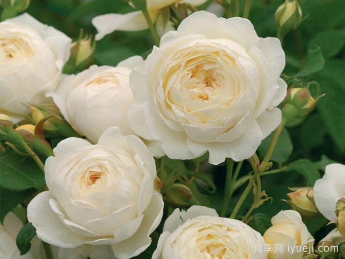 克莱尔奥斯汀月季Claire Austin(图2)