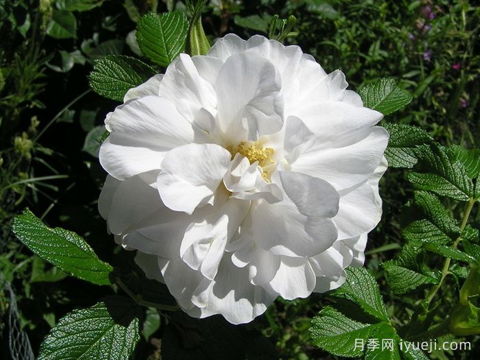 库拜重瓣白月季/穆斯林玫瑰Blanc Double de Coubert(图1)