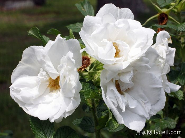 库拜重瓣白月季/穆斯林玫瑰Blanc Double de Coubert(图2)