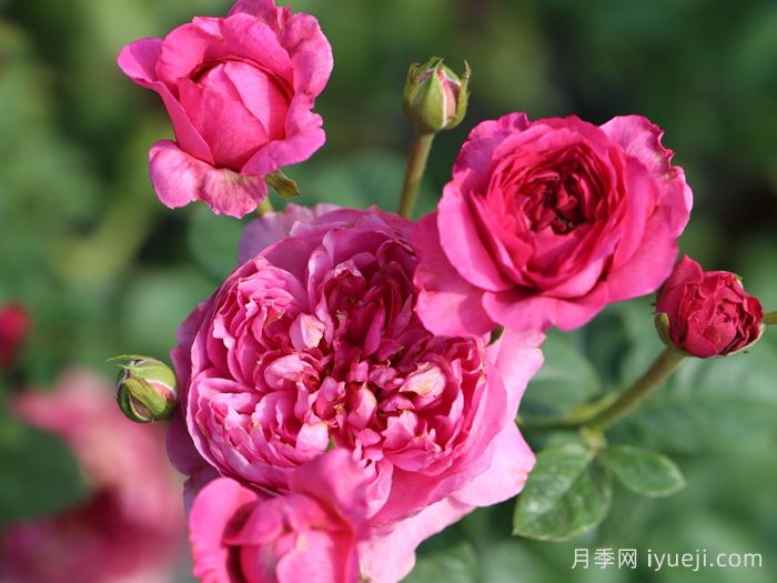 蔻丹月季Shining Rigina(图2)