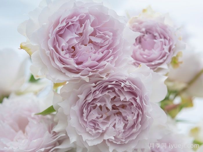 空山新雨月季(图1)