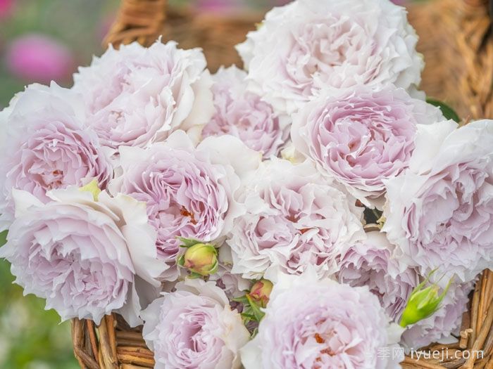 空山新雨月季(图2)