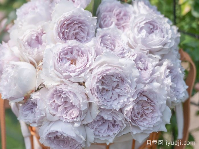 空山新雨月季(图3)