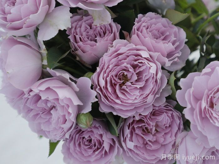 空蒙月季/空濛月季(图1)