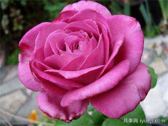 克劳德布拉瑟月季/克劳德布莱塞Claude Brasseur(图3)