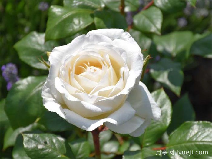 克劳斯达尔比月季/宁静Claus Dalby(图1)