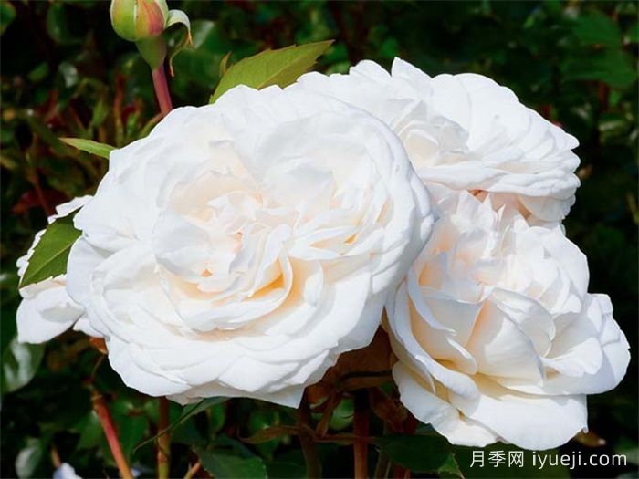 克劳斯达尔比月季/宁静Claus Dalby(图2)