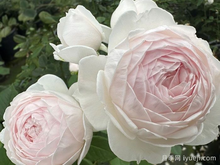 克里斯蒂娜公爵夫人月季/尘世天使/地球天使Herzogin Christiana(图1)