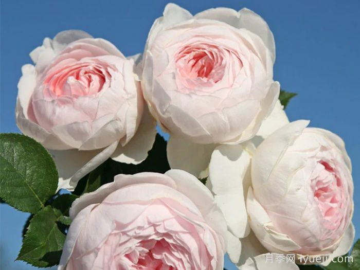 克里斯蒂娜公爵夫人月季/尘世天使/地球天使Herzogin Christiana(图4)