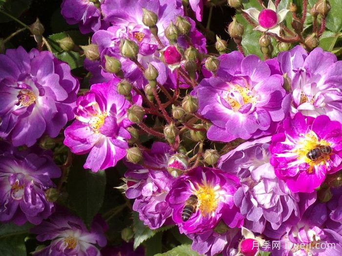 蓝蔓月季/蓝色紫罗兰月季名Veilchenblau(图4)