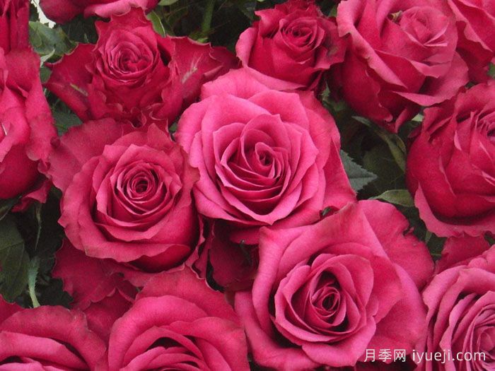 蓝莓月季Blueberry(图2)