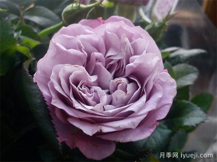 拉米炫耀月季Lamy Parade(图2)