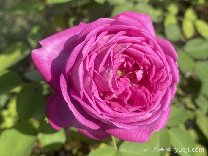 拉菲女王月季/女王长青La Reine(图1)