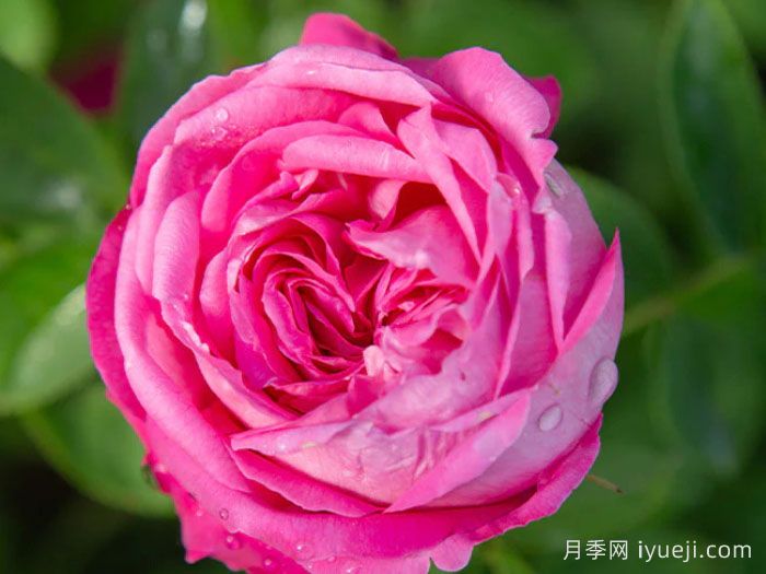 拉菲女王月季/女王长青La Reine(图3)