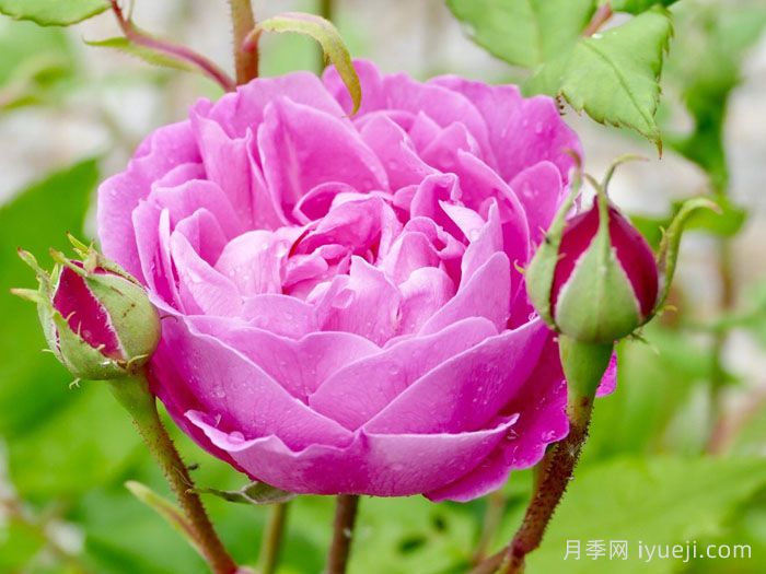 拉菲女王月季/女王长青La Reine(图2)