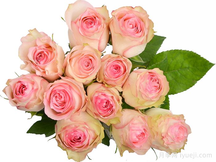 狂野埃斯佩兰斯月季Wild Esperance(图2)