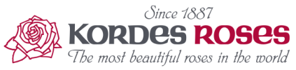月季育种家：德国科德斯玫瑰公司(Kordes)(图1)