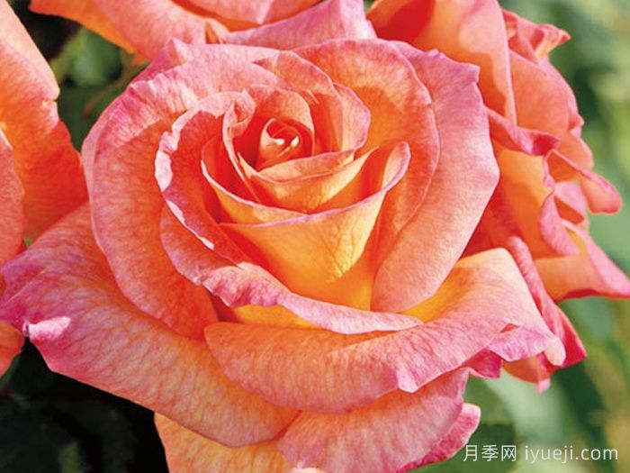 狂欢节月季Mardi Gras(图2)