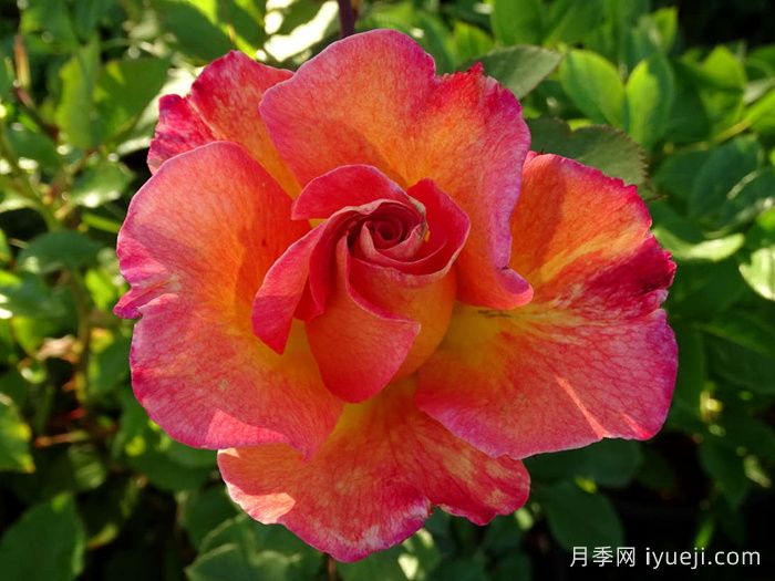 狂欢节月季Mardi Gras(图3)