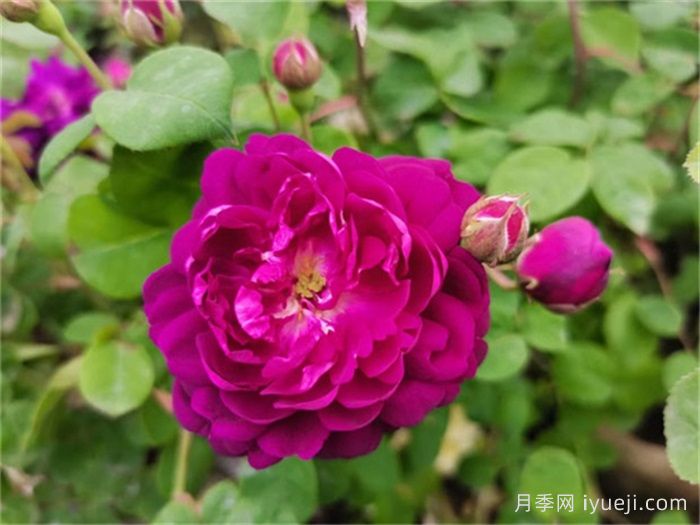 黎塞留主教月季/红衣主教黎塞留月季Cardinal de Richelieu(图1)