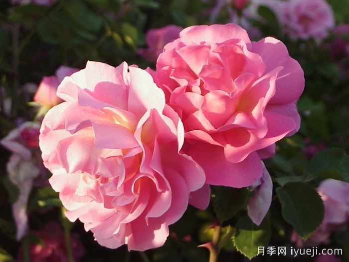 丽莲奥斯汀月季/利利安奥斯汀Lilian Austin(图2)