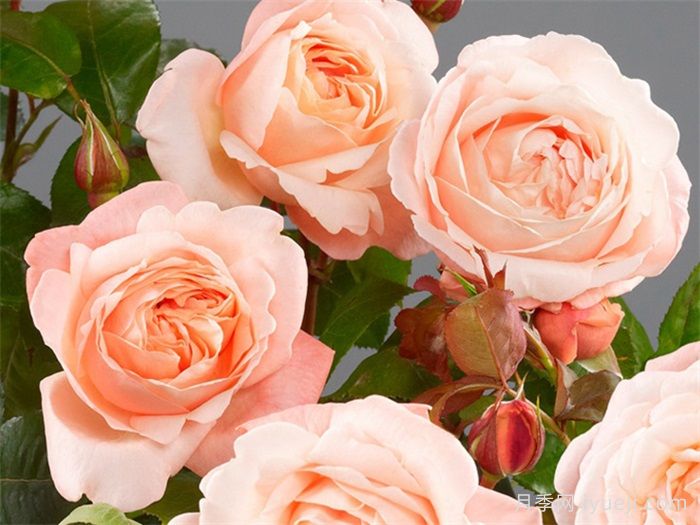 丽萝月季/利洛月季Lilo Renaissance(图2)